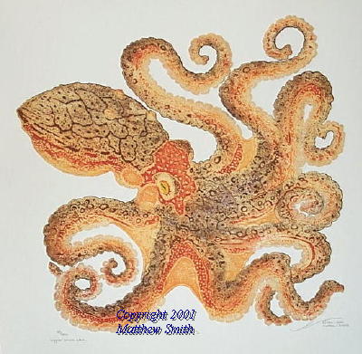 Matthew Smith, Octopus, 2001, copper block etching print (edition of 300) on paper, 22x22 inches